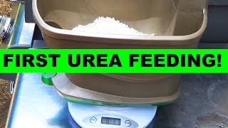 First Urea Feeding on New Grass [upl. by Ettebab]