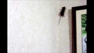 Mouse On Wall [upl. by Neral]