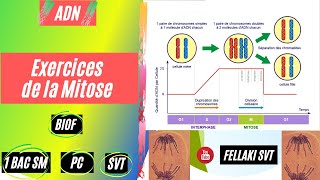 Exercices de la mitose [upl. by Alber688]