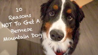 10 Reasons Why The Bernese Mountain Dog Might Not Be The Dog For You [upl. by Adaj]