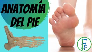 ANATOMIA DEL PIE  Sistema oseo  Sistema ligamentoso [upl. by Bern168]