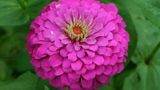 Saving Zinnia Seeds The Easy Way [upl. by Acinnor119]