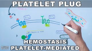 Platelet Plug Formation  Platelet Mediated Hemostasis [upl. by Edieh]