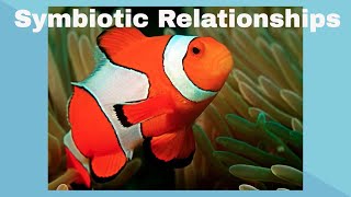 Examples of Symbiotic Relationships [upl. by Sage342]