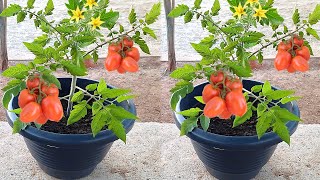 TÉCNICA VALE OURO PARA PLANTAÇÃO DE TOMATE 1 MINUTO RÁPIDO [upl. by Arrol674]