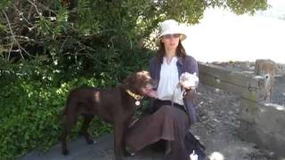 Jafco Dog Muzzle Demonstration by PetExpertisecom [upl. by Ranice]