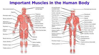 The Muscular System [upl. by Danaher]