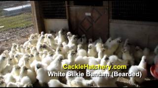 White Silkie Bantam Bearded Chicken Breed Breeder Flock  Cackle Hatchery [upl. by Eisdnyl123]