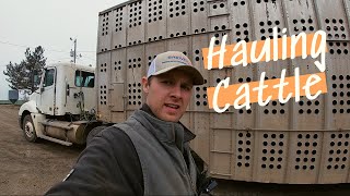 Hauling 156000 POUNDS of BEEF in ONE DAY [upl. by Cirdahc]