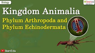 Kingdom Animalia Phylum Arthropoda and Phylum Echinodermata  iKen  iKen App  iKen Edu [upl. by O'Rourke858]