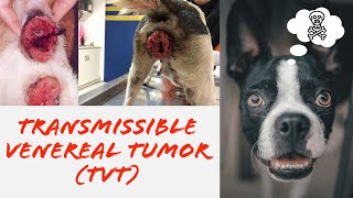 Transmissible Venereal Tumor TVT [upl. by Yesnnyl]