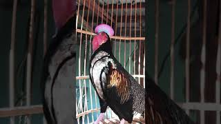 AYAM HUTAN HIJAU BERKOKOK DAN GACOR GREEN JUNGLE FOWL SOUND  GALLUS VARIUS  WILD CHICKEN [upl. by Suoicerp]