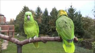 Guyanese Parrot Comedy [upl. by Helaina]