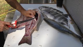 How to fillet redfish trout and sheepshead [upl. by Anirtik]