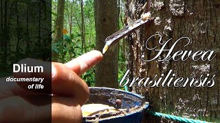 Rubber tree Hevea brasiliensis  part 1 [upl. by Amitak]