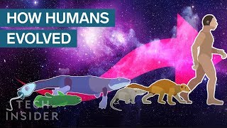 Incredible Animation Shows How Humans Evolved From Early Life [upl. by Ryon]