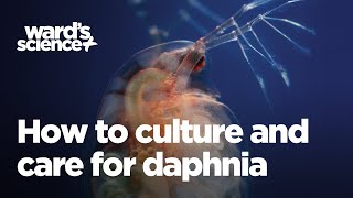 Caring and Culturing for Daphnia [upl. by Assetal]