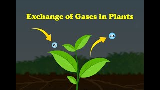 Exchange of Gases in Plants [upl. by Akinhoj493]