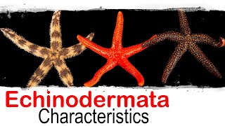 Echinodermata phylum general characteristics  UPSC optional zoology [upl. by Schwejda91]