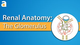 Renal Anatomy The Glomerulus [upl. by Eeral834]