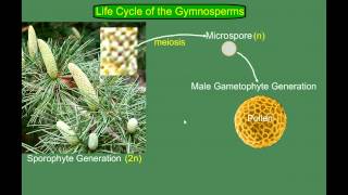 Gymnosperm Pine Life Cycle [upl. by Notslah324]