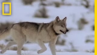 Wolf Hunting Tactics  National Geographic [upl. by Kramal]