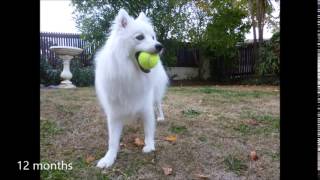 Japanese spitz 8weeks to 18 months [upl. by Siari762]