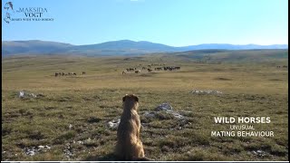 Wild Horses  unusual mating behaviour [upl. by Orgalim]