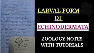 LARVAL FORM OF ECHINODERMATA IN HINDI handwrittenzoologynotes bsc1styearzoology [upl. by Nonad921]