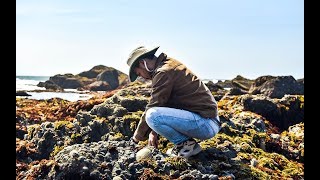 Coastal foraging for beginners EASIEST shellfish to forage  Making RISOTTO [upl. by Yecad11]