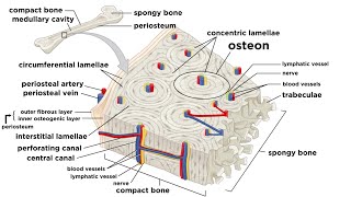 Bones Structure and Types [upl. by Morton]