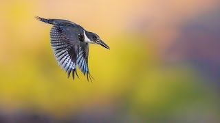 Belted King Fisher [upl. by Annawit]