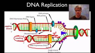 DNA Structure and Replication [upl. by Airpac]