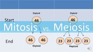 Mitosis vs Meiosis updated [upl. by Ynaitirb]