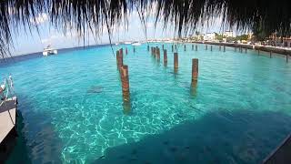 Bonaire Is Incredible The Dutch Caribbean Islands [upl. by Fiedling240]