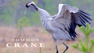 Common CRANE bird dance and sounds [upl. by Aldred275]