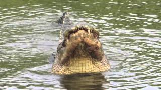 Gator Mating Call [upl. by Rich]