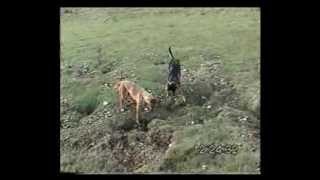 Lurcher training field craft from 12 months on part 2 [upl. by Nonnahsed]