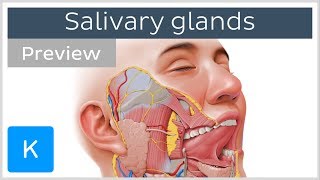 Salivary glands structure and functions preview  Human Anatomy  Kenhub [upl. by Adelbert]