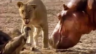 Lion vs Hippo  Wildlife on One  BBC Studios [upl. by Enneicul]