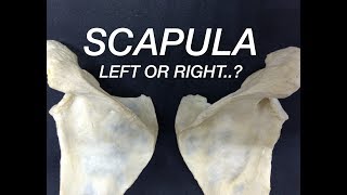 SCAPULA  SIDE DETERMINATION amp ANATOMICAL POSITION [upl. by Lapointe]