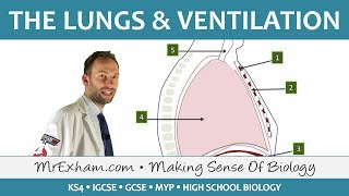 Lungs and Ventilation  GCSE Biology 91 [upl. by Alac197]