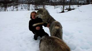 Reunion between Anita and the wolves [upl. by Sailesh]