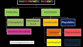 3 Major Classes of Pigments in Photosynthesis [upl. by Radu]