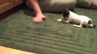 My new toy fox terrier puppy  Divot [upl. by Etnahc]