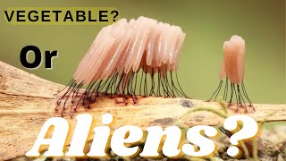 VEGETABLES Or ALIENS “Myxomycetes” [upl. by Bilbe8]