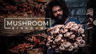 Cultivating Gourmet and Medicinal Mushrooms  PARAGRAPHIC [upl. by Bolt]