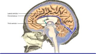 Detailed Animation on Circulation of CSF [upl. by Syhr]