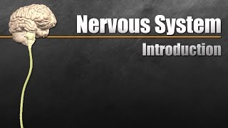 The Nervous System In 9 Minutes [upl. by Yakcm]