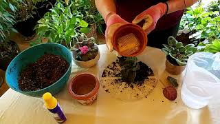 How to Successfully Repot an African Violet [upl. by Cloots409]